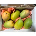 Mango Box (Indian Nawab Kesar) 5-6pcs/(1.5Kg)